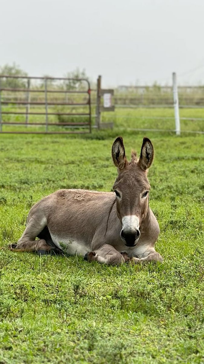 BlackbirdPagan's tweet photo. #FarmWeek
#Donkey
#RuralSensibilities https://t.co/We3gNnz3L6