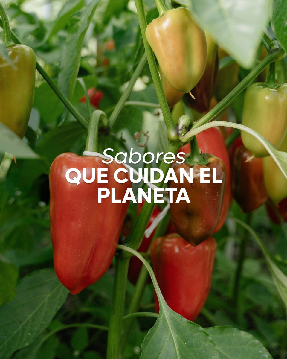 En Conservas Nicola, el sabor viene acompañado de compromiso.

Trabajamos con agricultores locales y producimos respetando el medio ambiente, porque creemos que disfrutar de una buena conserva también puede ser una decisión consciente.🌿