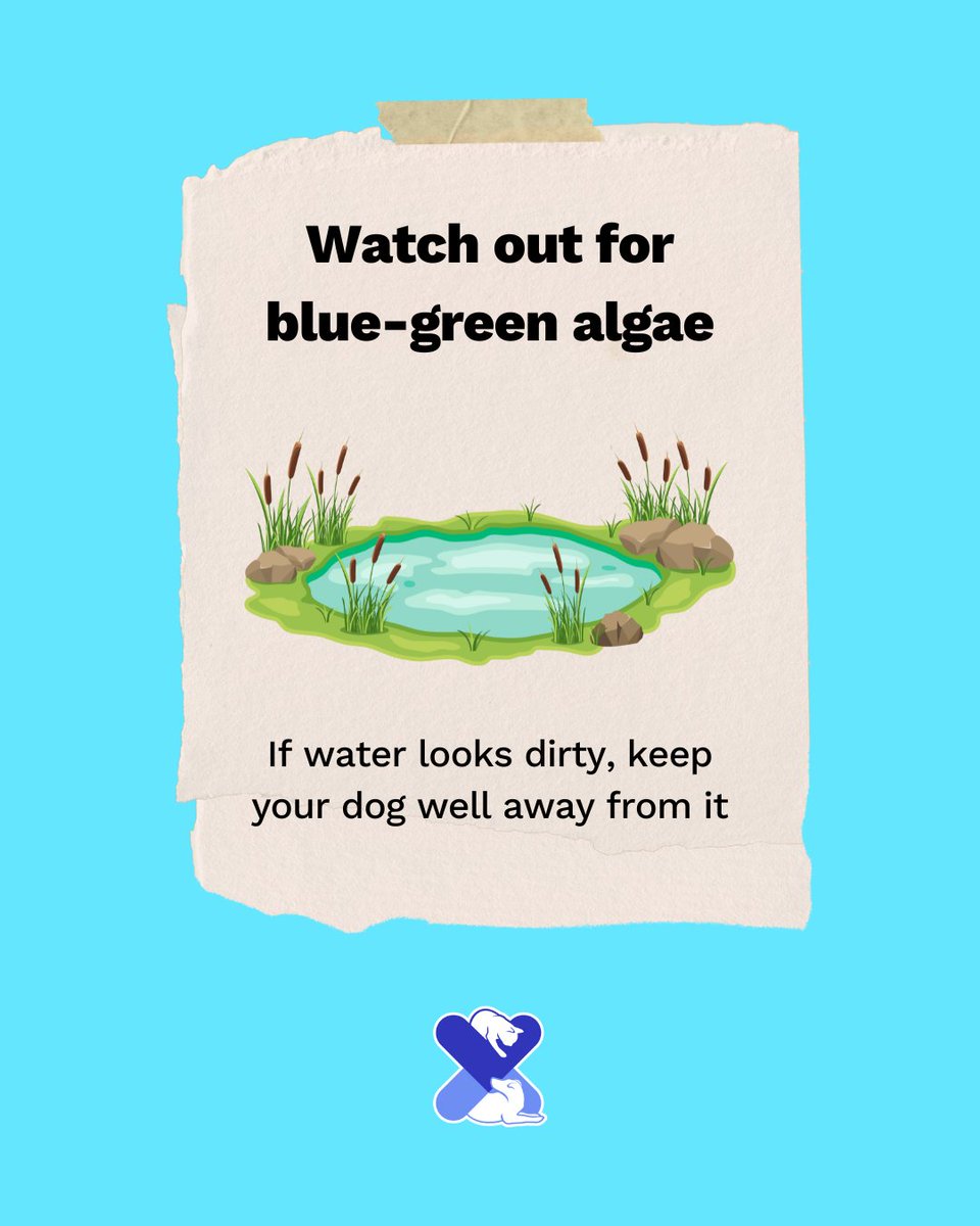 ⚠️ Dangerous Waters ⚠️

Blue-green algae can be deadly to dogs - even small amounts of contact or ingestion can be life-threatening.

💧 Avoid scummy, greenish water
🐶 Never let your dog swim or drink from suspect water

#bluegreenalgae #doghealthtips #ukpetdrugs #safesummerpets
