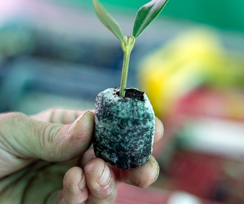 🌿🧪 Amb 167 ha i 38 productors, l’oli Vera té molt a dir. Varietat eclipsada amb gran qualitat i futur 🫒💫 🌐 agrariavalles.coop #oliveravera #estudiagro #recuperemelsolivars #vallesagricultura #pagesiaviva