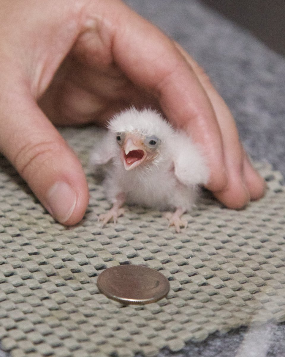 SanAntonioZoo's tweet photo. me when i have to face the consequences of my own actions https://t.co/yXgW66T0aF