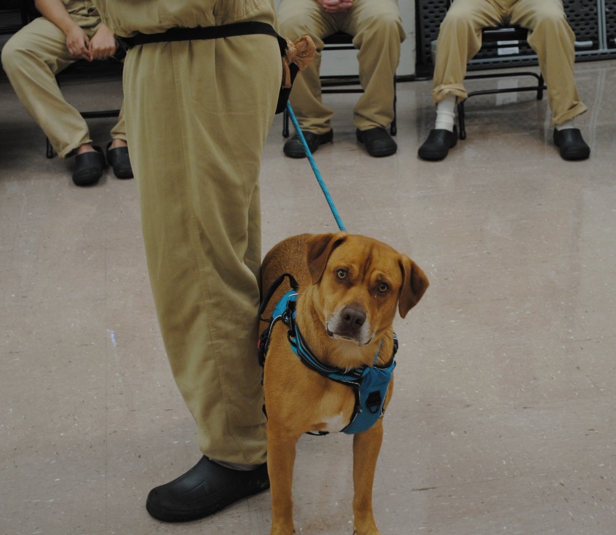 distevhass31's tweet image. Group 46 - K9wise meeting the new dogs! @GA_Corrections @GAFirstLady @CLALeadership @jeffbreedlove1 @Recovery_GC4R @endthewhisper @JellyRoll615