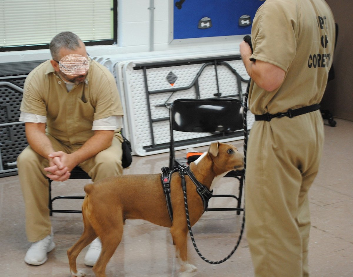 distevhass31's tweet image. Group 46 - K9wise meeting the new dogs! @GA_Corrections @GAFirstLady @CLALeadership @jeffbreedlove1 @Recovery_GC4R @endthewhisper @JellyRoll615