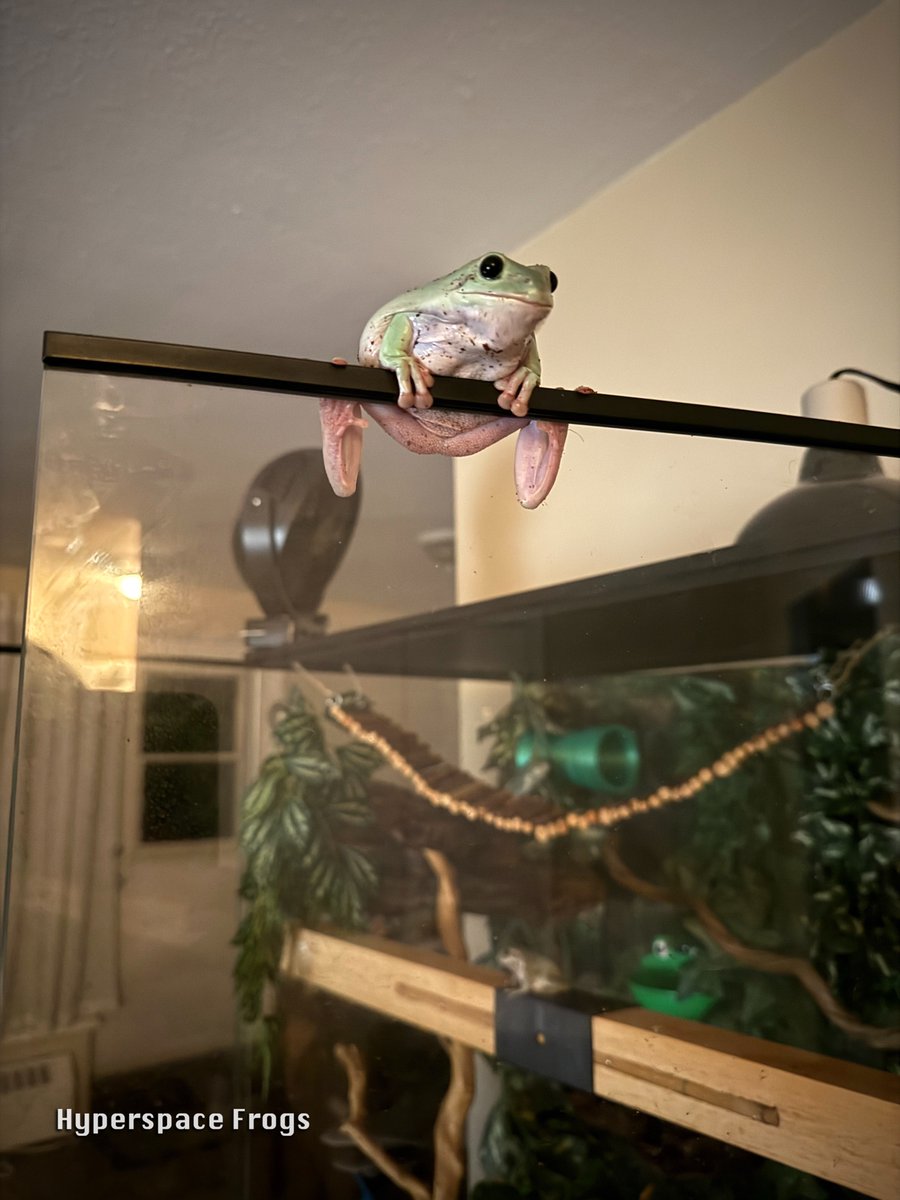 HyperspaceFrogs's tweet image. The giant says Puddle Jumper is doing her head in. Puddle Jumper doesn’t understand what that means, but going on adventures every time the giant opens the tank sure is FUN!