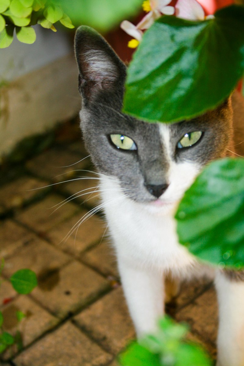 mP0uxtismEni's tweet image. Θα κάνω μια εξαίρεση γι&apos; αυτό το challenge 
🐾💓🥹
#challenge_κατοικιδιο