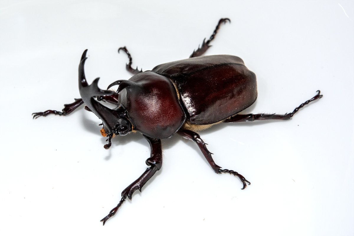 やっぱカブトムシが出てくると夏って感じがするな
あとはセミだ 