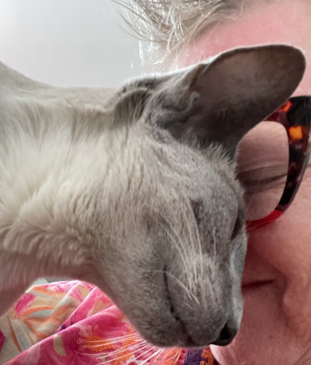 MeezerCats's tweet image. Mr lover man - aka retired GP, RW, Zelines Shady-Shade - he gives the hardest headbonks 😵💫😹