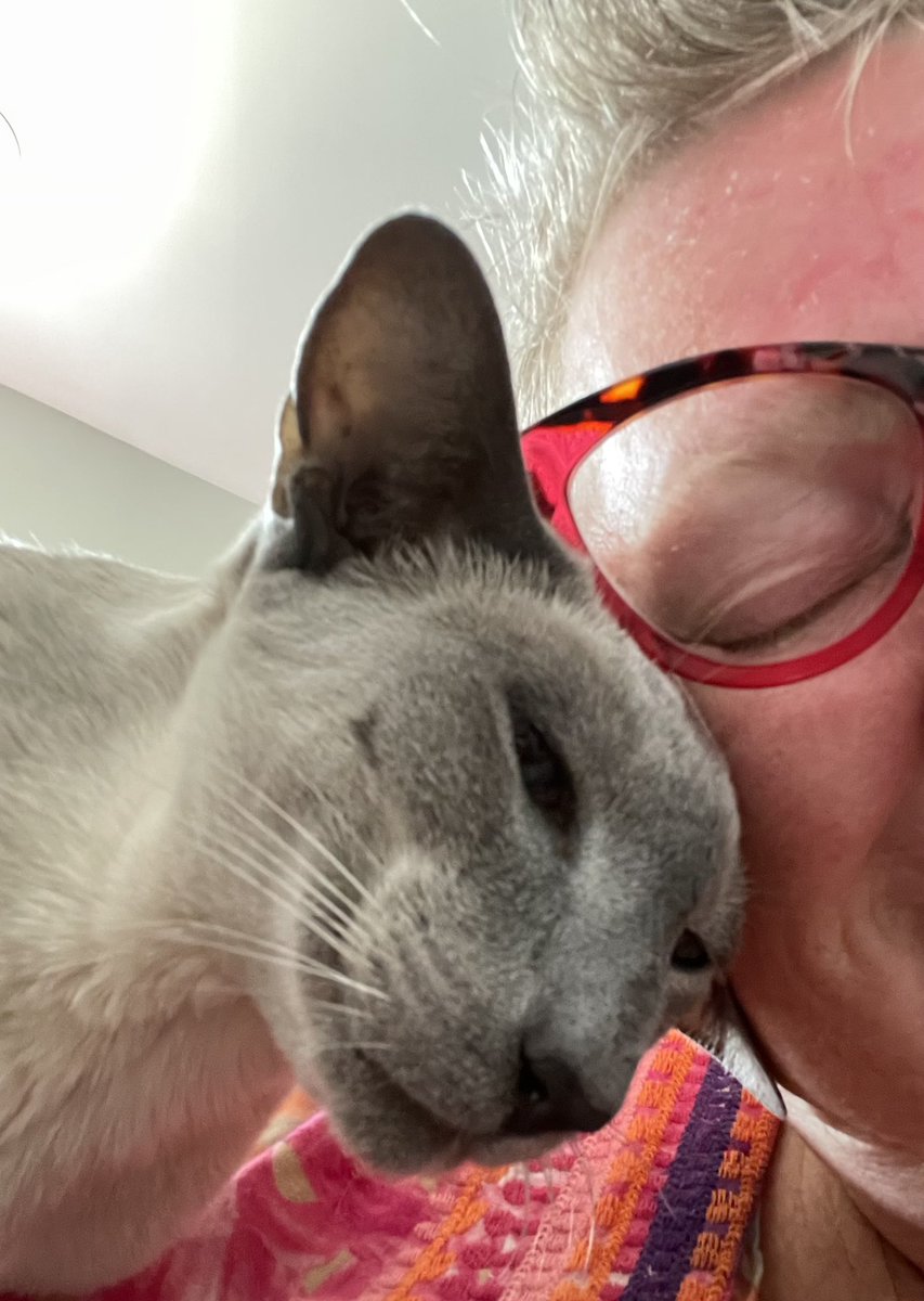 MeezerCats's tweet image. Mr lover man - aka retired GP, RW, Zelines Shady-Shade - he gives the hardest headbonks 😵💫😹