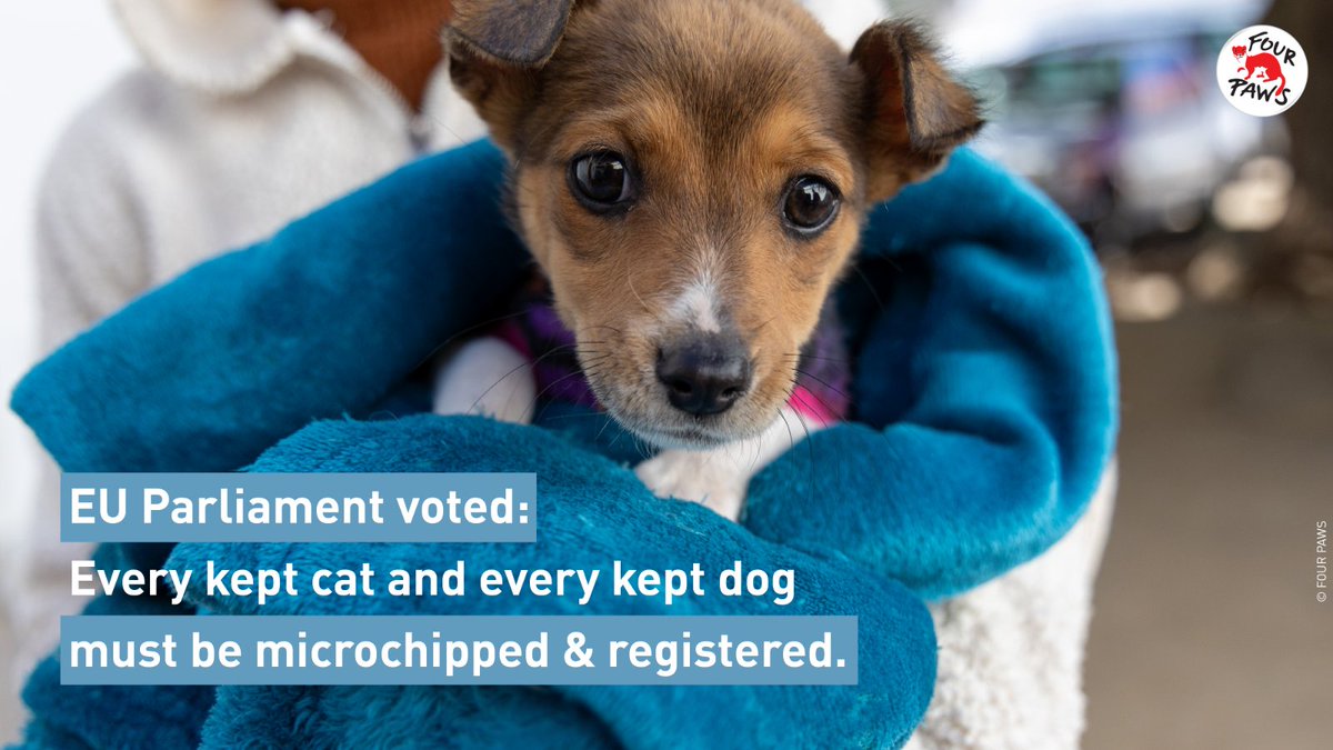 On June 19th, the European Parliament voted in favour of a major improvement to the new EU regulation:  
 
➡️ Mandatory Identification and Registration (I&amp;R) of all kept dogs and cats

Dive deeper into the EU Parliament position - four-paws.org/our-stories/bl… 

#EuropeanParliament