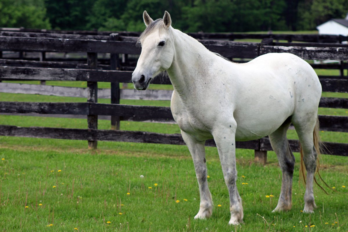 A Special Independence Day Message from Equine Advocates 🇺🇸

"Wild Horses and Burros are living embodiments of the American spirit and symbols of freedom. As Americans, we need to stand up, speak up, and fight for [their] rights."

Read more: equineadvocates.org/independence-d…