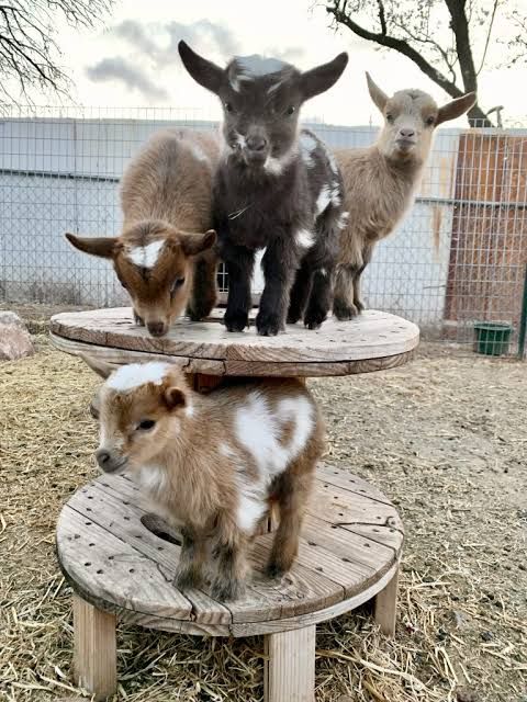 BlackbirdPagan's tweet photo. #FarmWeek
#Goats
#RuralSensibilities https://t.co/Nn8hMrVTFe