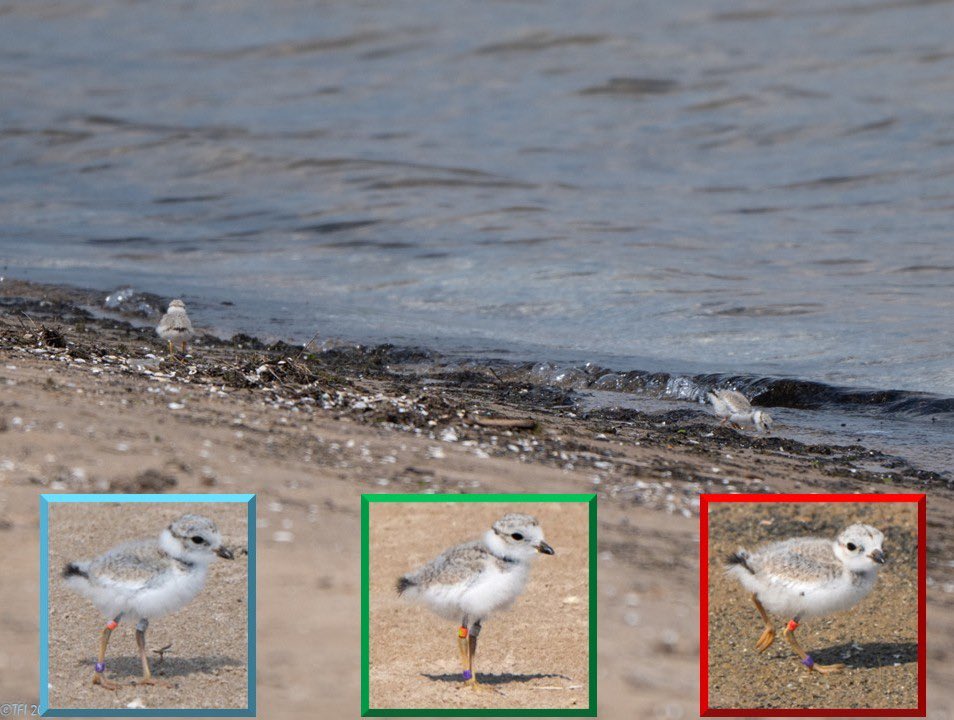 I get by with a little help from my friends...

We are wishing everyone a happy and safe holiday weekend! If you visit Montrose, you will see more of your Chicago Piping Plover Monitors 🧡 there supporting Sea Rocket and Imani in protecting their chicks.

As a plover ally, ...1/2