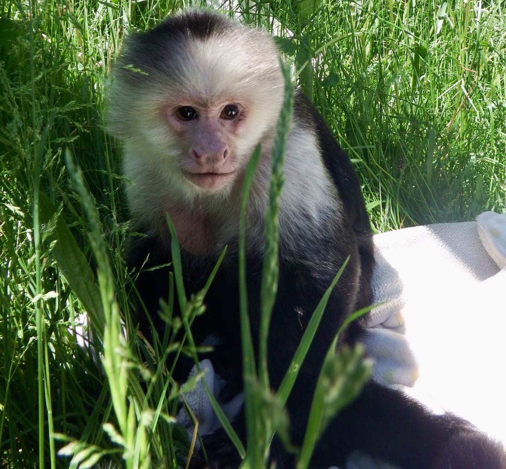 Sometimes I sit quietly and do nothing🌱🌿🐵#bekindtoanimals #AFTERLIFE #storybookmonkeys