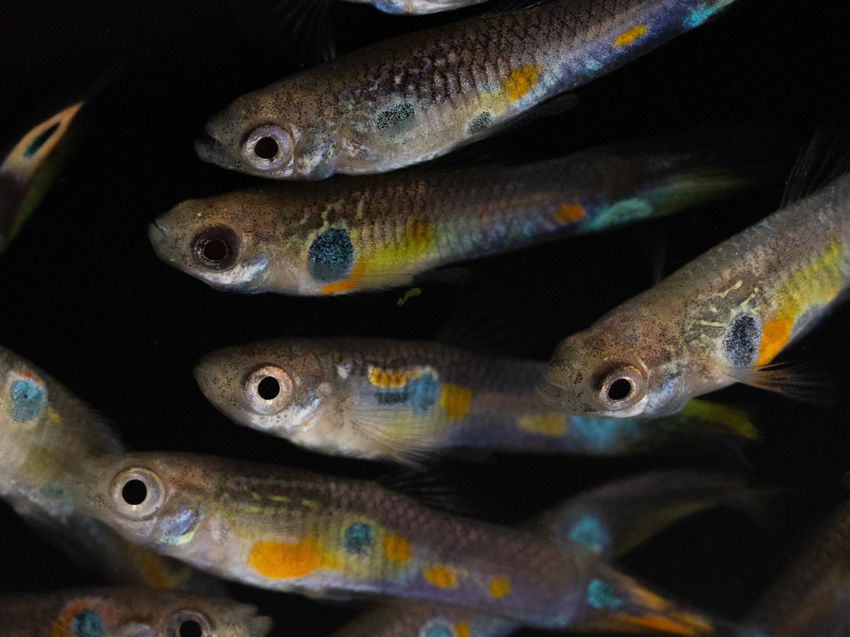 Wouter van der Bijl (@_axeman_) on Twitter photo 🚨 Super exited to see our paper on the inheritance and genetic basis of guppy color variation come out in
<a href="/NatureEcoEvo/">NatureEcoEvo</a>
Guppy males have enormous variation in color patterns, with many combinations of ornamental spots and stripes. But where does all this variation come from? 🚨 Super exited to see our paper on the inheritance and genetic basis of guppy color variation come out in
<a href="/NatureEcoEvo/">NatureEcoEvo</a>
Guppy males have enormous variation in color patterns, with many combinations of ornamental spots and stripes. But where does all this variation come from?