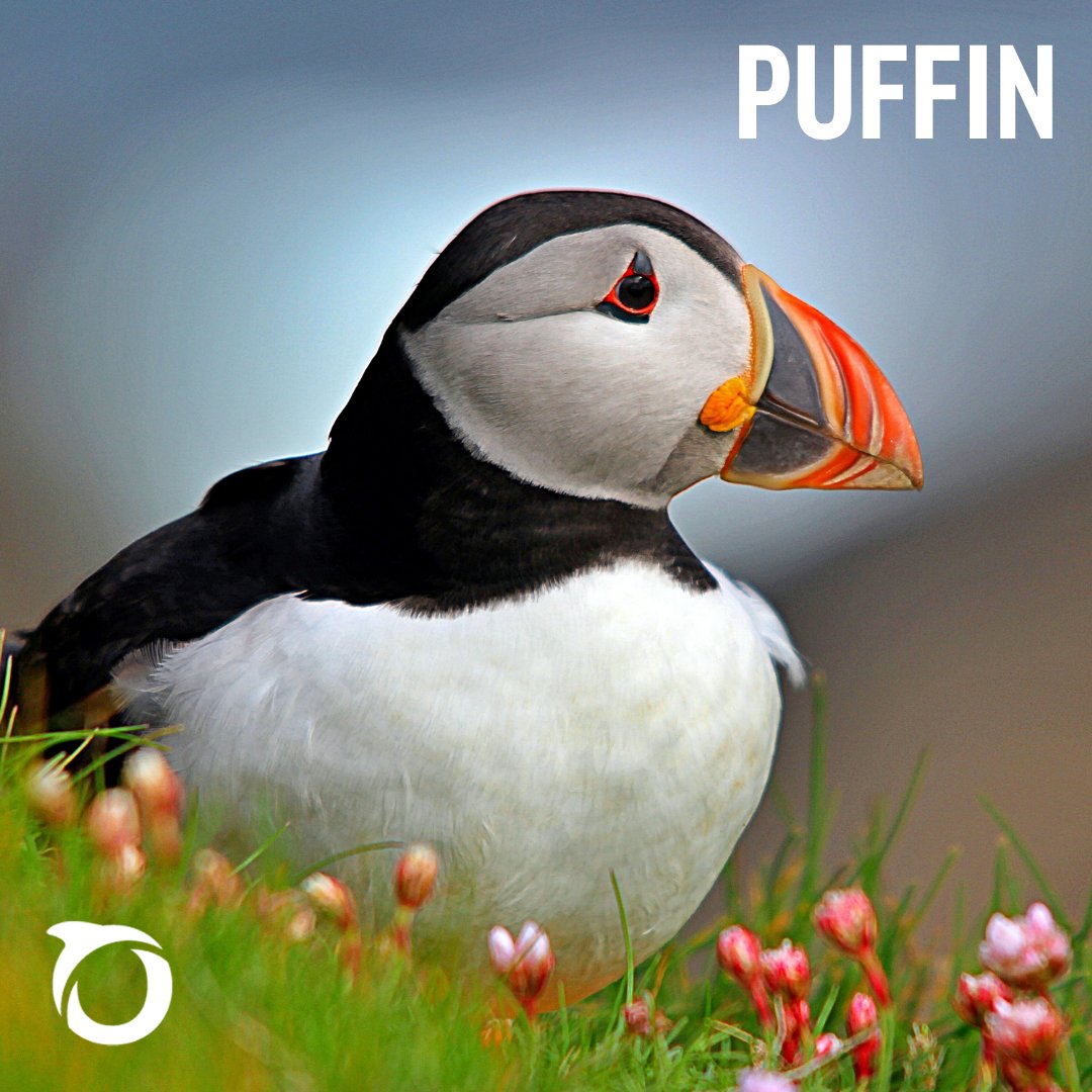 OceanaUK's tweet image. 🪶 #DYK UK seabird populations have plummeted in the last few decades. One major culprit? Overfishing.
We must act now to restore ocean balance and protect these vital, vanishing birds.
#WorldSeabirdDay #EndOverfishing #SaveOurSeabirds 🌊