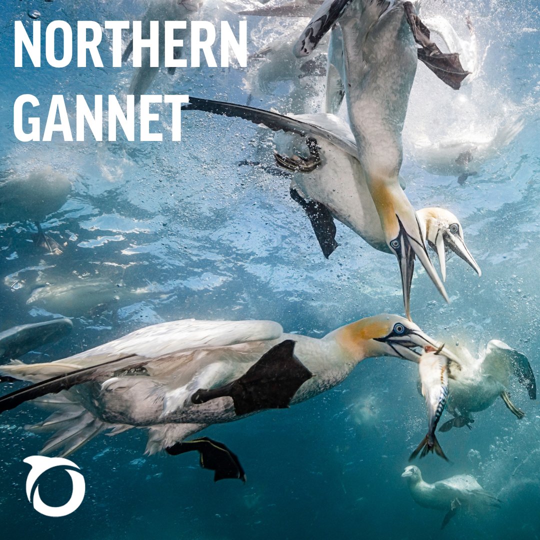 OceanaUK's tweet image. 🪶 #DYK UK seabird populations have plummeted in the last few decades. One major culprit? Overfishing.
We must act now to restore ocean balance and protect these vital, vanishing birds.
#WorldSeabirdDay #EndOverfishing #SaveOurSeabirds 🌊