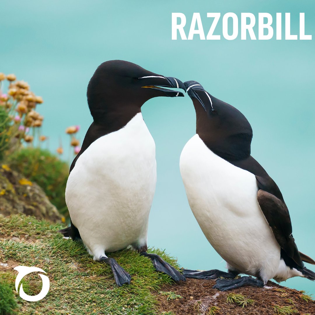 OceanaUK's tweet image. 🪶 #DYK UK seabird populations have plummeted in the last few decades. One major culprit? Overfishing.
We must act now to restore ocean balance and protect these vital, vanishing birds.
#WorldSeabirdDay #EndOverfishing #SaveOurSeabirds 🌊