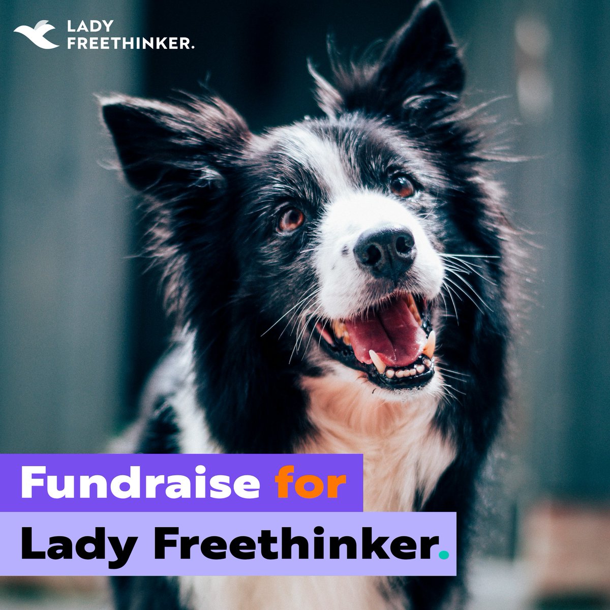 Want to do more than sign &amp; share? Even if you can’t donate, you can still help animals in a big way. Host a bake sale, a car wash, craft night, or birthday fundraiser — we’ve made it easy!
Download our free Fundraising Toolkit here: ladyfreethinker.org/host-a-fundrai…