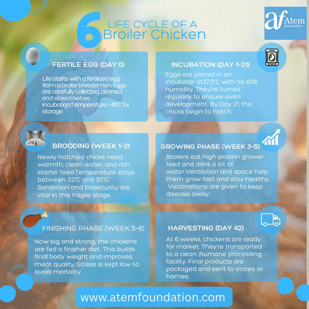 The Atem Foundation tweet media