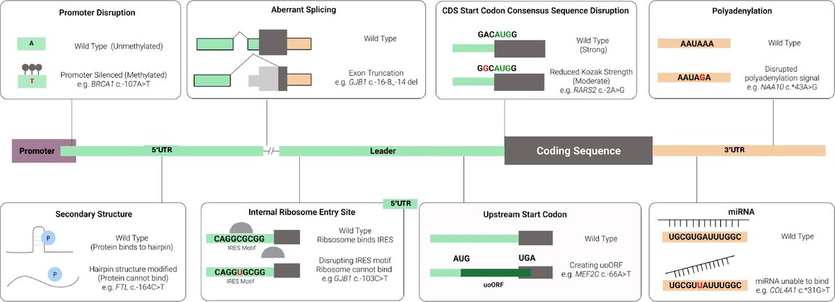 The role of untranslated region variants in Mendelian disease: a review #RareDisease #Genetics #Review #UTR nature.com/articles/s4143…