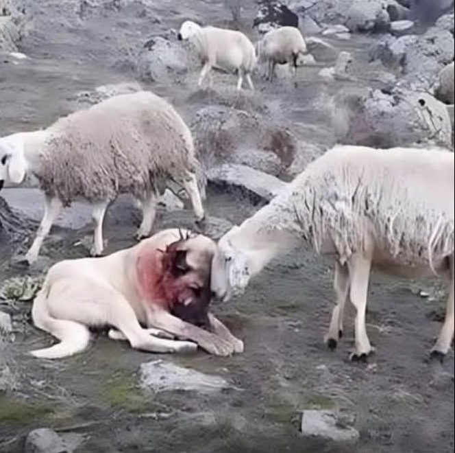 He had fought bravely.
When the wolves came in the night, it was this dog who stood between them and the flock. Teeth met teeth. Fur met fang. And when it was over, the sheep were safe—but the dog lay bloodied, his head low, the cost of his devotion written in red.
Then,