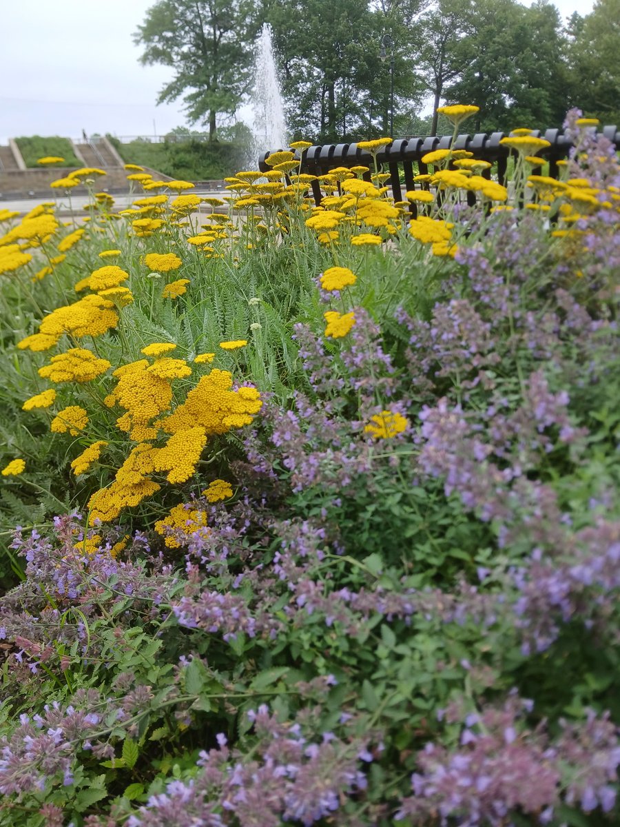 pittsburghparks's tweet image. 🌼 🌷 🌻 Ever wonder how the Highland Park Entry Garden got to be so enchanting? Horticulturist and park gardener, Angela, has been working her behind-the-scenes magic for an incredible 15 years! Her care and dedication are a big part of the reason these blooms are looking so…