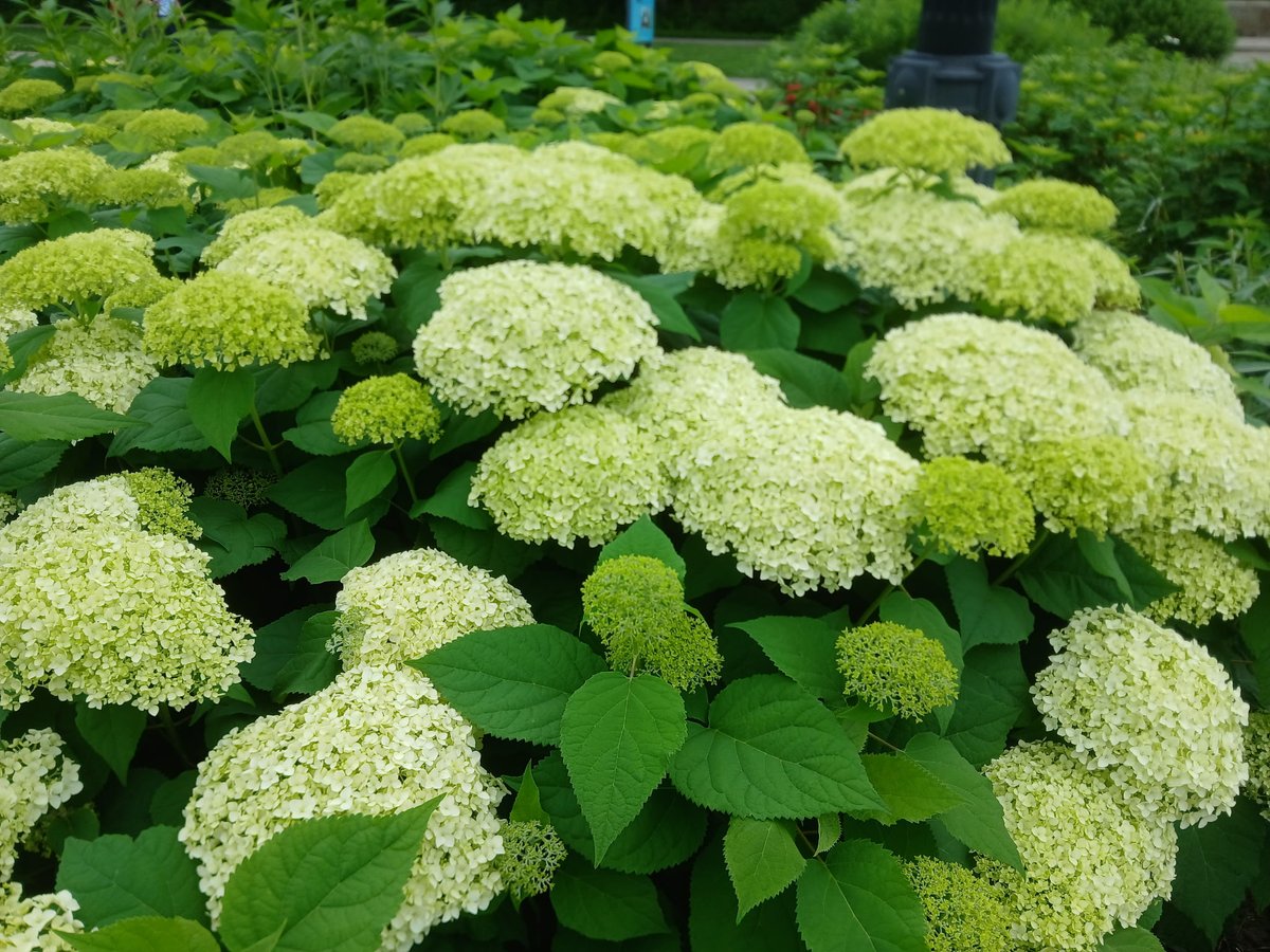 pittsburghparks's tweet image. 🌼 🌷 🌻 Ever wonder how the Highland Park Entry Garden got to be so enchanting? Horticulturist and park gardener, Angela, has been working her behind-the-scenes magic for an incredible 15 years! Her care and dedication are a big part of the reason these blooms are looking so…