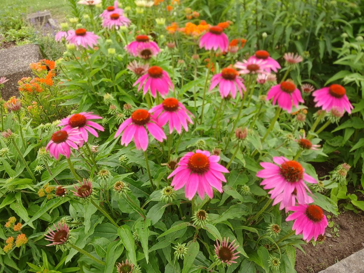 pittsburghparks's tweet image. 🌼 🌷 🌻 Ever wonder how the Highland Park Entry Garden got to be so enchanting? Horticulturist and park gardener, Angela, has been working her behind-the-scenes magic for an incredible 15 years! Her care and dedication are a big part of the reason these blooms are looking so…