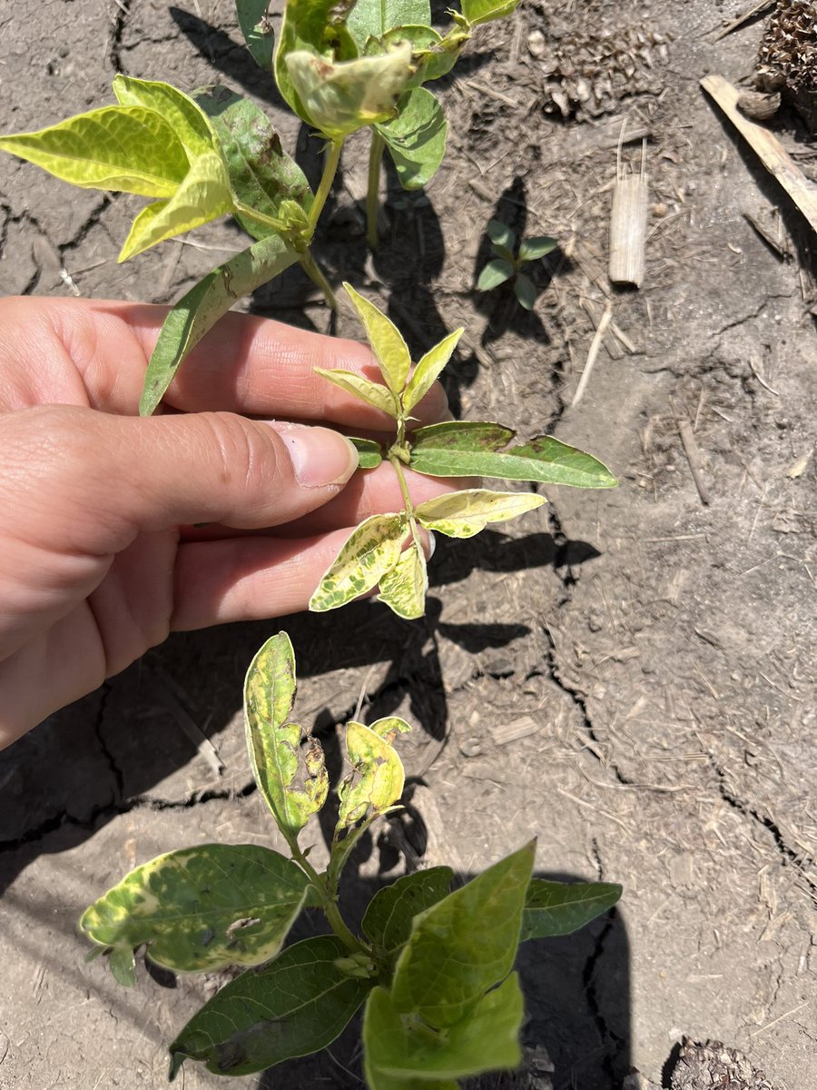 Does anyone have a guess on the herbicide that caused the injury and what crop this is? #ISUCrops