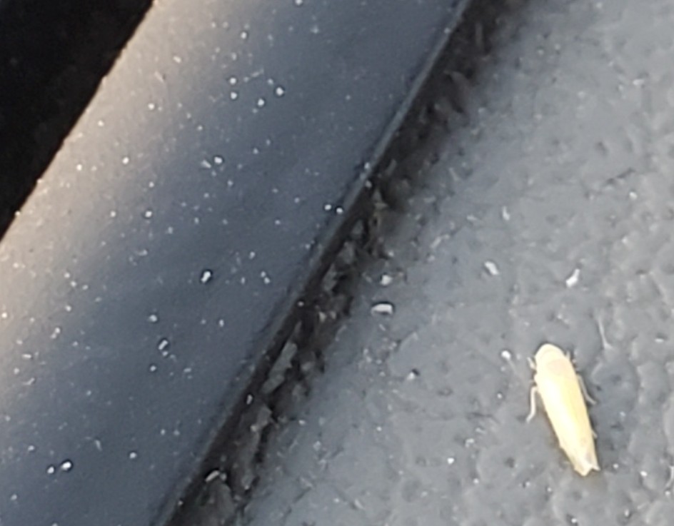Leafhopper scouting just got easier — one jumped through the car window as I drove by an alfalfa field. My type of scouting!