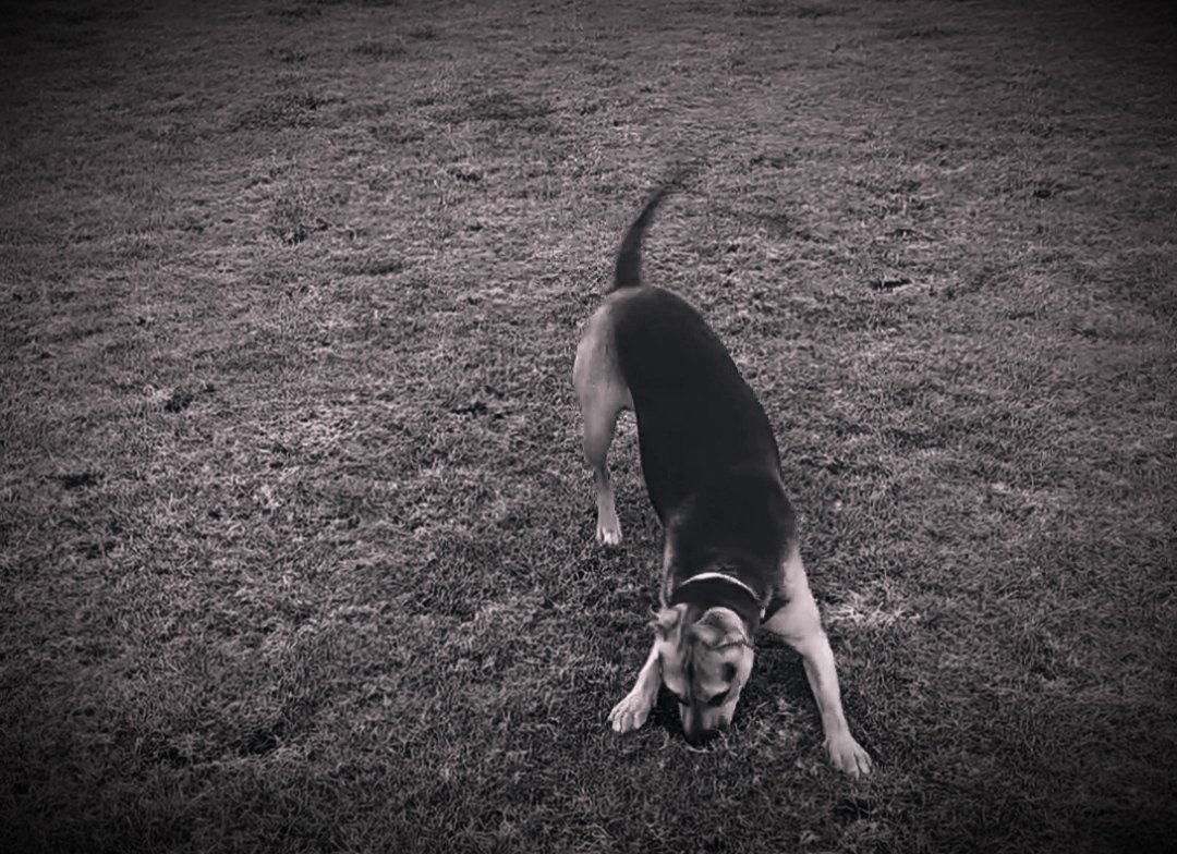 JaseSnell's tweet photo. My latest foster, Frankie.  Her family gave up on her after a year.  I can not understand why.  Such an amazing girl.  Social,kind, playful, great recall.  Eish humans. https://t.co/spyPiLRcct