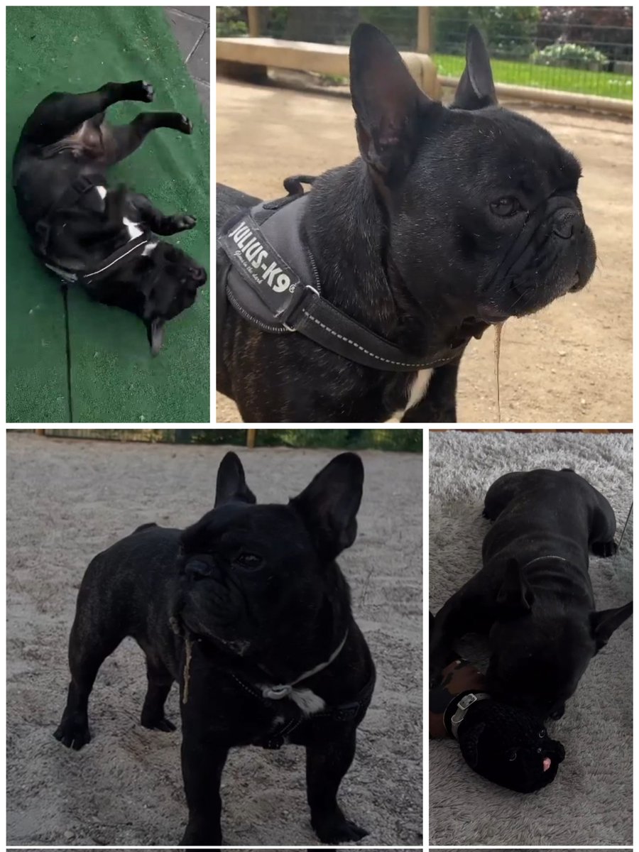 Purtroppo ho appena saputo, te ne sei andato... 😰
Mi spiace tantissimo Cocco, ho davvero sperato potesse andare diversamente... 
Buon ponte piccolo maialino pigro e brontolone...🌈🌈
RIP 💔💔💔