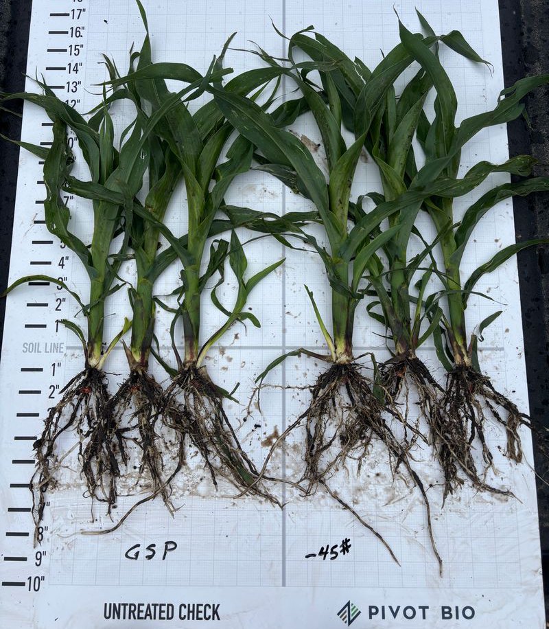 Today we are looking at corn from a PROVEN G3 demo plot in Holdrege, NE. This grower replaced 45 lbs of nitrogen from his standard practice with Pivot Bio PROVEN G3 on Pioneer (13777) seed. The improvement in root mass and plant uniformity is hard to miss. More regional updates