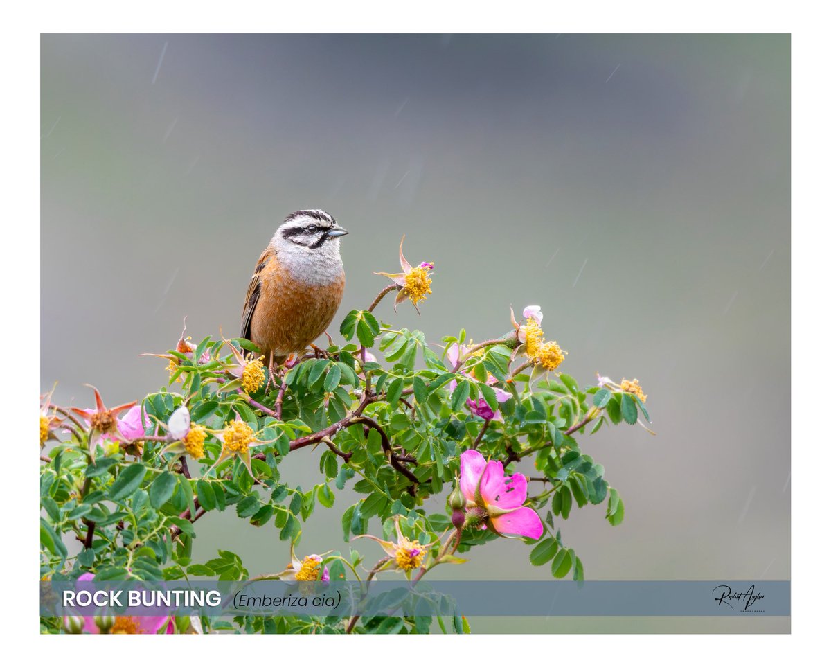 Rashid Asgher (@rashidasgher777) on Twitter photo Rock Bunting
Naltar Valley - Gilgit Baltistan 🇵🇰
June 2025
<a href="/OrnithoPakistan/">Birds of Pakistan</a> <a href="/NatureTTL/">Nature TTL</a> <a href="/BBCEarth/">BBC Earth</a> <a href="/NatGeoPhotos/">Nat Geo Photography</a> <a href="/WildlifeMag/">BBC Wildlife</a> #birdingwatching #BirdsSeenIn2025 Rock Bunting
Naltar Valley - Gilgit Baltistan 🇵🇰
June 2025
<a href="/OrnithoPakistan/">Birds of Pakistan</a> <a href="/NatureTTL/">Nature TTL</a> <a href="/BBCEarth/">BBC Earth</a> <a href="/NatGeoPhotos/">Nat Geo Photography</a> <a href="/WildlifeMag/">BBC Wildlife</a> #birdingwatching #BirdsSeenIn2025