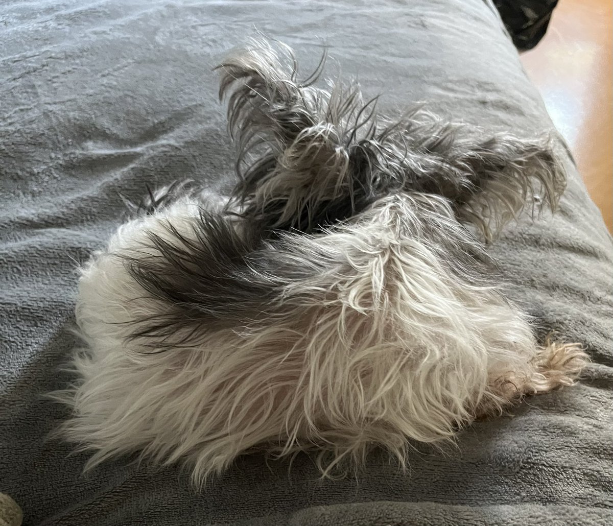 DasJeanne's tweet photo. Tim hat sich verabschiedet und damit auch ich. 
Der viel zu kleine Hund, der seinerzeit ganz Twitter auf Trab hielt. Überall dabei war (Twittertreffen) und jedes „Schnuffie“ Herz erobert hat.
Nach 16 Jahren darf er gehen.
Aber tut so Scheiße weh!
Letztes Foto standesgemäß: https://t.co/GgGq7FGFip