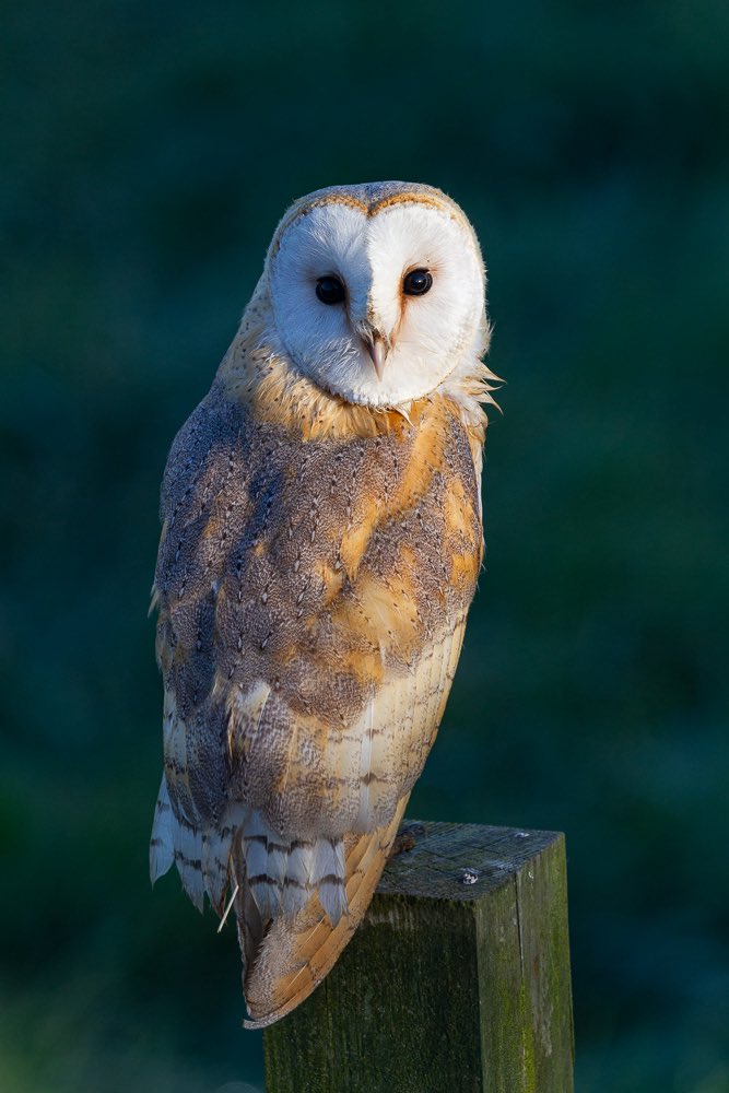 BrettQuays's tweet photo. @pollyrowena @wainwrightprize Just finished reading this wonderful book. Congratulations from me and our local owls. https://t.co/o9u3f9JpYt