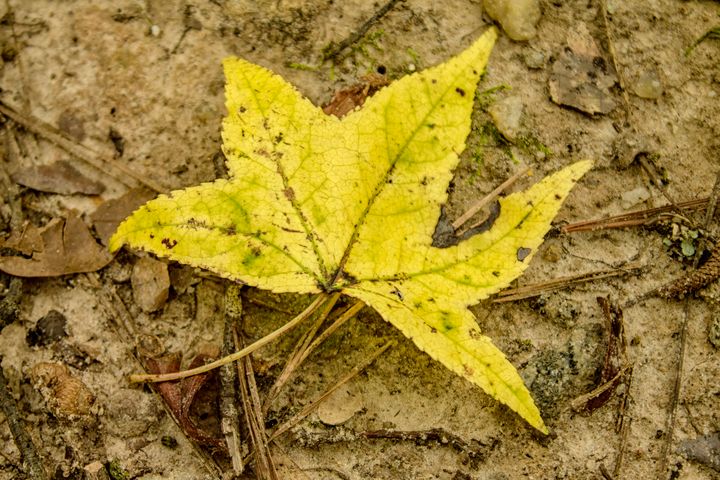 Art of the Day: "The Yellow Leaf". Buy at: ArtPal.com/tvasas?i=14114…