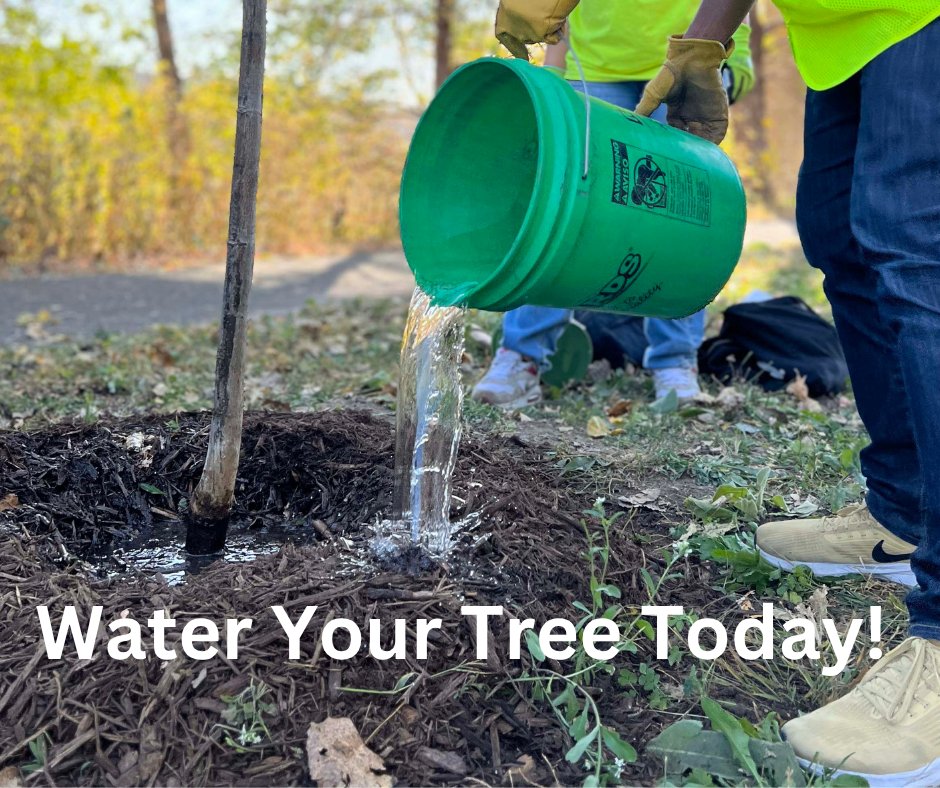 Weekly Water Alert: Give your tree a drink today! 

💧 Water at the mulch ring
🪣 Use a 5-gallon bucket of water
🚿 Or set your hose to a trickle for 1 hour