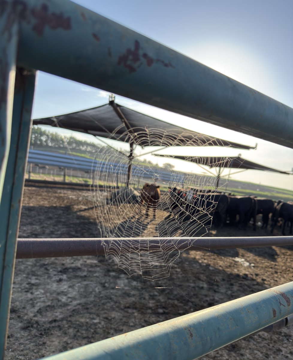 Mother Nature is helping me with our fly control and not bad timing for that steer to be there. 🪰🪰🕷️