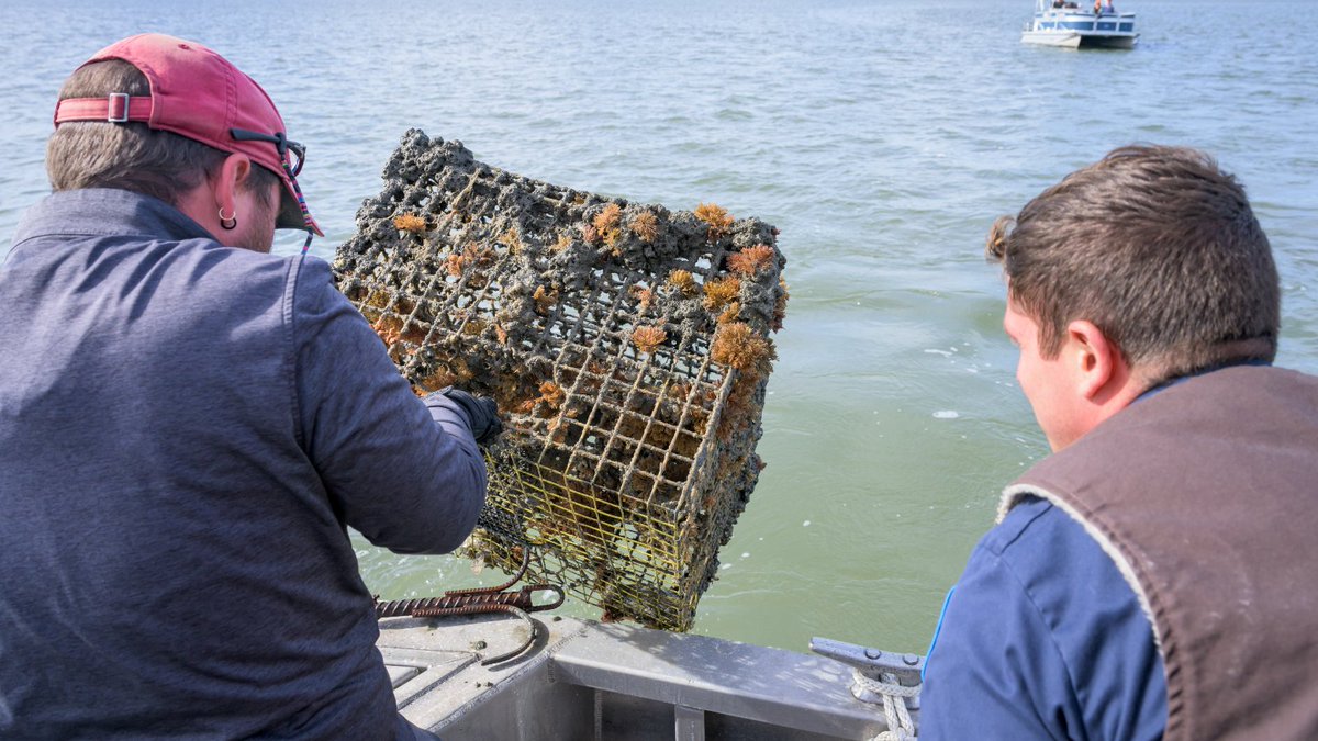 ICYMI: Curious about what it takes to be part of Delaware’s Derelict Crab Pot Round-Up team? 🦀 Join us for an engaging and hands-on volunteer open house on July 23! More info here: events.udel.edu/event/derelict…