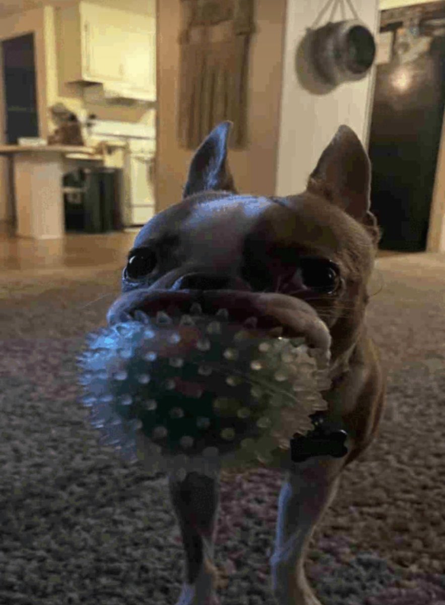 RatherBeDyin's tweet image. hi #plup #fiddlewithmypickle