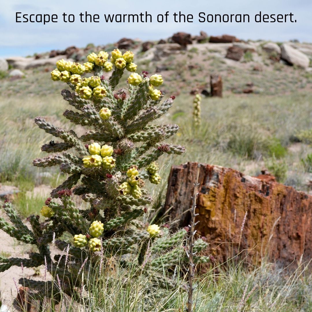 Tired of winter blues? 🌵 Find your sunshine in the Sonoran Desert! Stunning views, peaceful vibes, and pure relaxation await. #SonoranSunshine
Experience the warmth: shangrilaranch.com