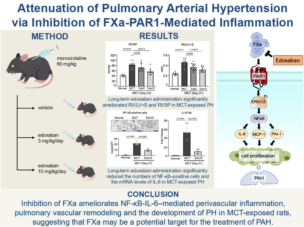 AJP-Lung Cellular and Molecular Physiology (@ajplung) on Twitter photo There's some great #hypertension research coming out of <a href="/KyushuUniv_EN/">Kyushu University</a> in today's #ArticleinPress, Activated Factor X Inhibition Ameliorates NF-κB-IL-6‒Mediated Perivascular Inflammation and Pulmonary Hypertension (Satomi Imakiire et al.):
ow.ly/Qg9h50WjGmR There's some great #hypertension research coming out of <a href="/KyushuUniv_EN/">Kyushu University</a> in today's #ArticleinPress, Activated Factor X Inhibition Ameliorates NF-κB-IL-6‒Mediated Perivascular Inflammation and Pulmonary Hypertension (Satomi Imakiire et al.):
ow.ly/Qg9h50WjGmR