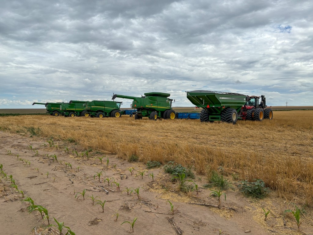 Long days, dusty skies, and bushels of hope. Kansas wheat harvest is in full swing. 🌾 #wheatharvest25 #kansaswheat #wheat #farmer