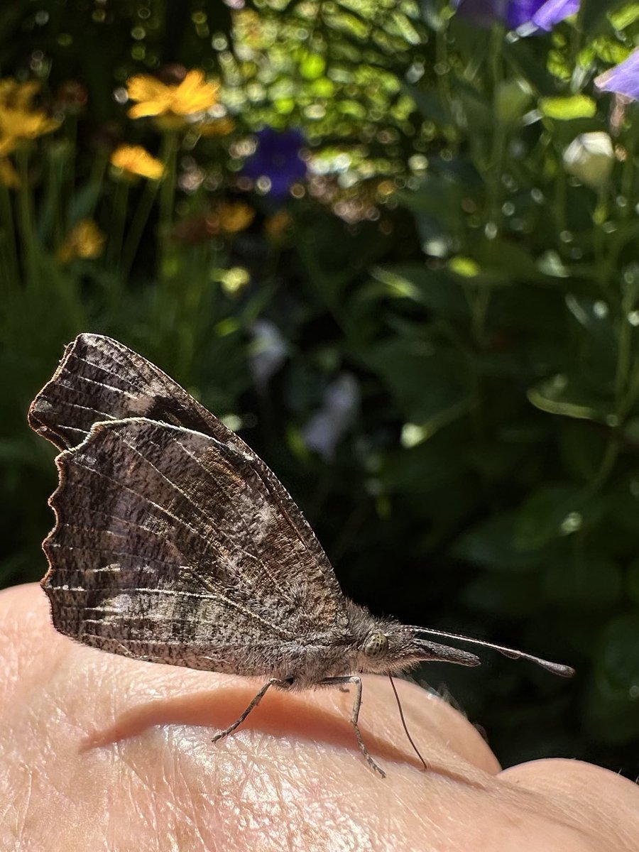 American Snout Butterfly…