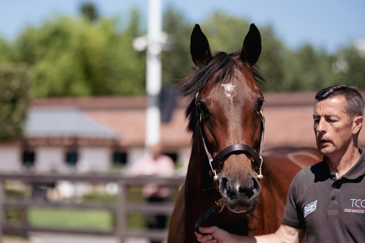 The Channel Consignment & ACF Equine tweet media