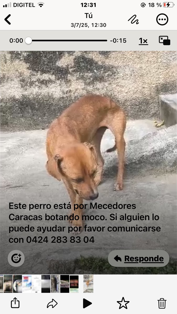 JcSabal's tweet photo. @SomosNevado urgente prestar auxilio a este perrito muy enfermo y flaco por mecedores quebrada catuche. No lo abandonemos. Se ofrece transporte. 0412 7304730 https://t.co/ZsTIFwig8N