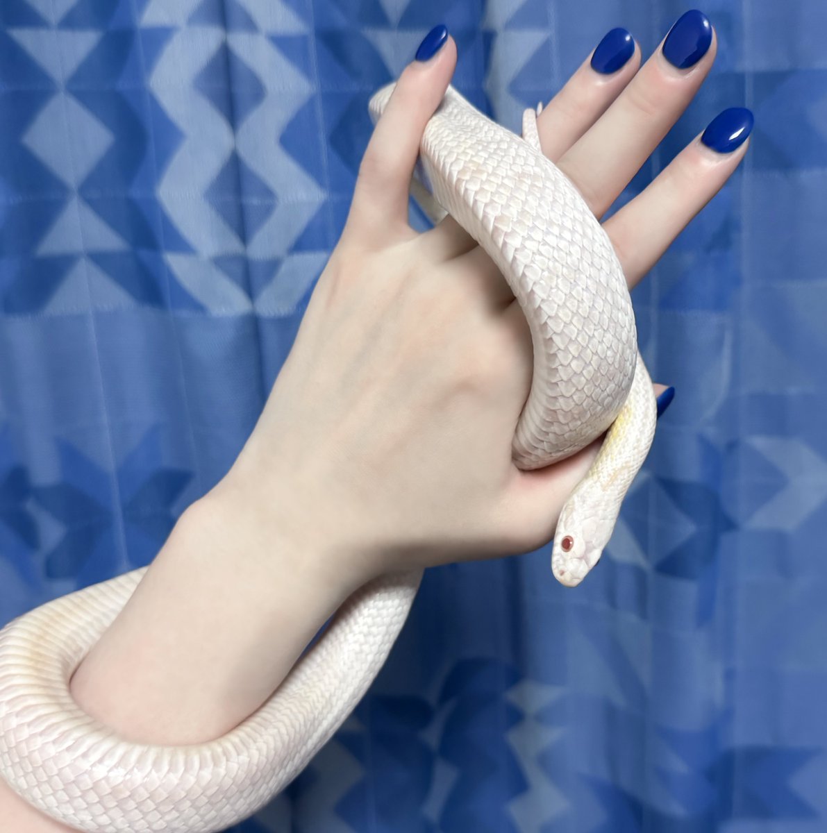 脱皮したて　おつかれさま