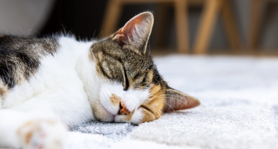 AleaforOH's tweet image. The Kaptur Catnap. While Marcy Kaptur was catching Z’s on the House floor, our district is losing jobs, opportunities, and faith in Washington. We don’t need bedtime, we need a wake up call #OH09 !