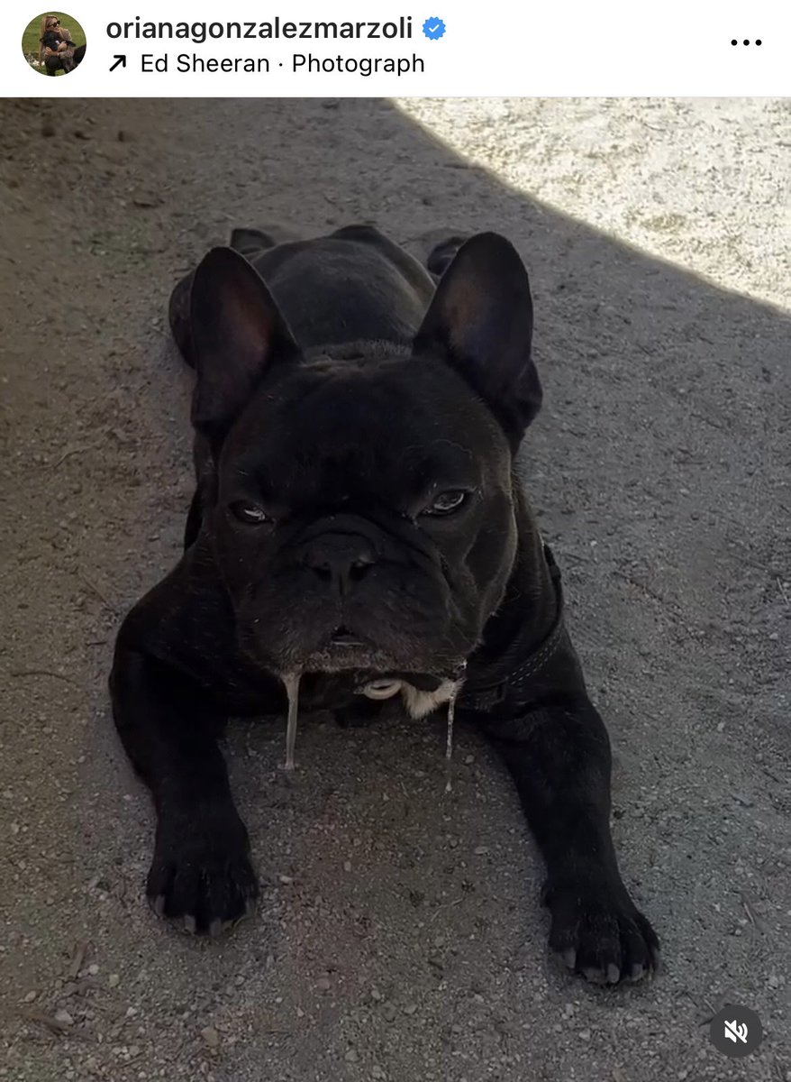 Il maialino bavoso, amore 💔😭 Coquitoooo